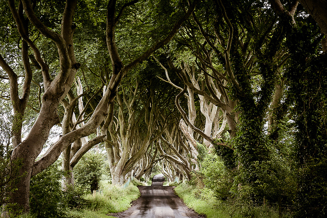 Dark Hedges and Fence