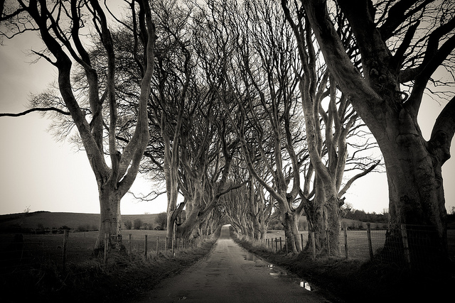 Dark Hedges