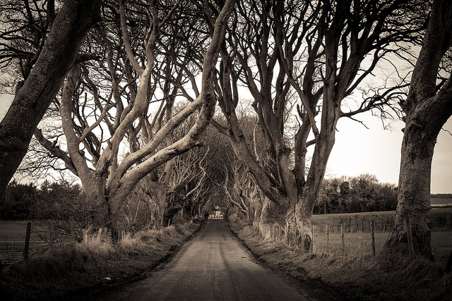 Dark Hedges