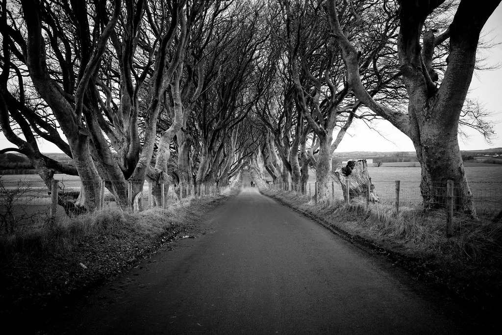 The Dark Hedges X100s