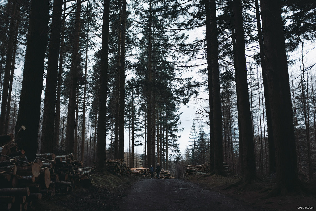 Forest Walk