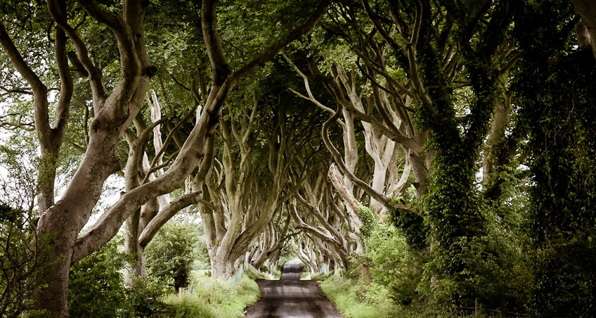 The Dark Hedges