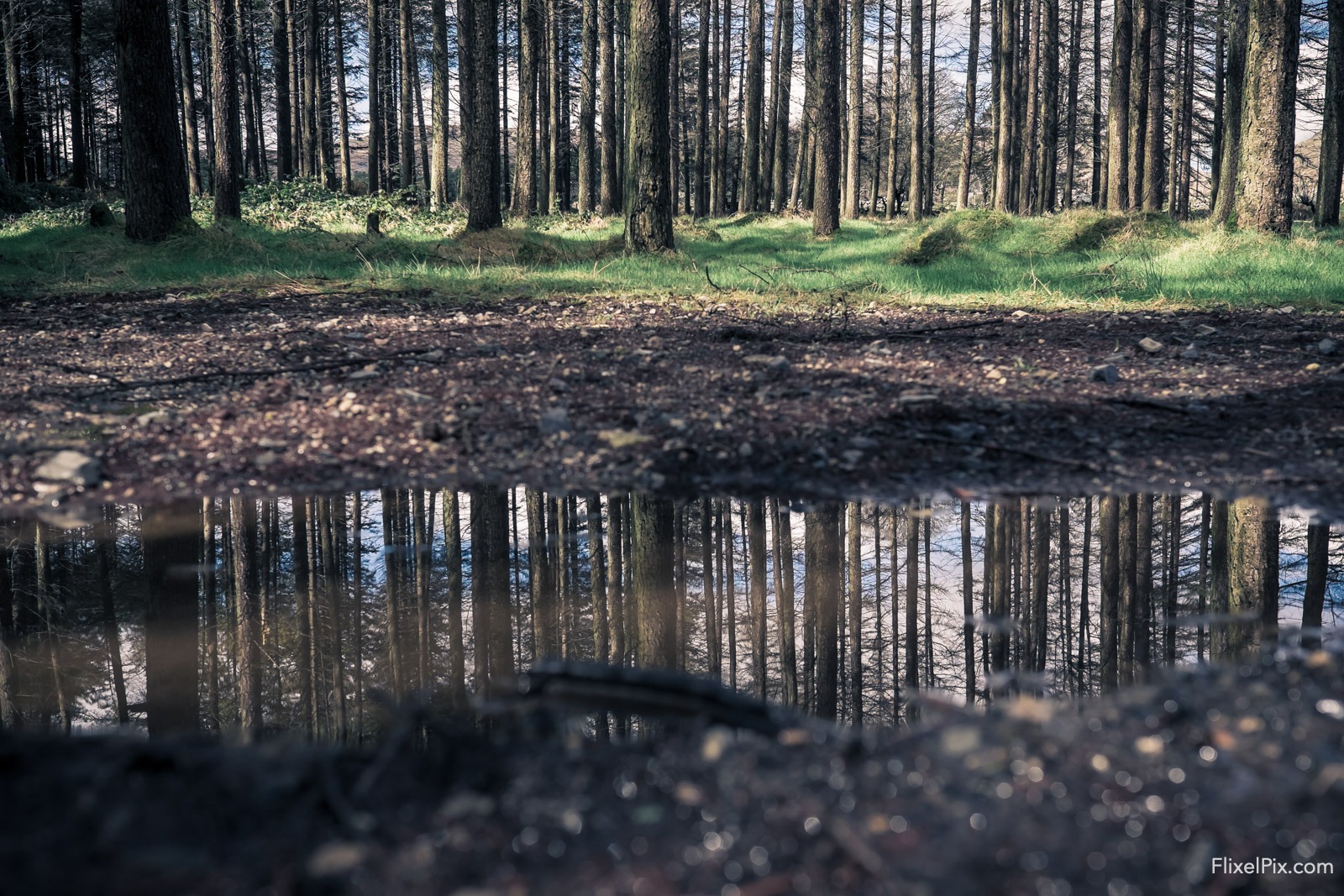 photographing puddles
