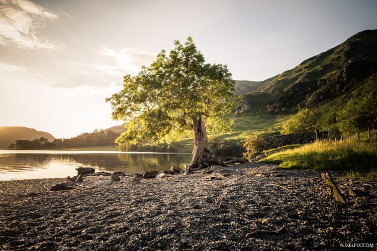 Stunning tree on lake