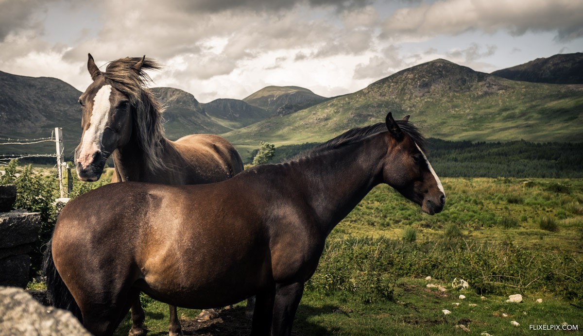 Horses in the Mournes