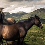 Horses in the Mournes