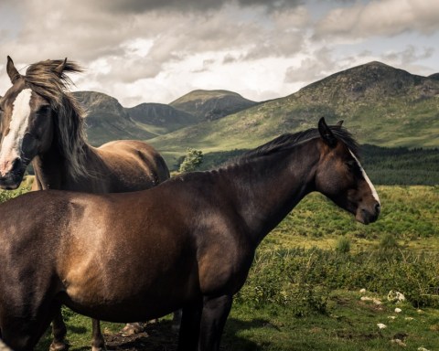 Horses in the Mournes