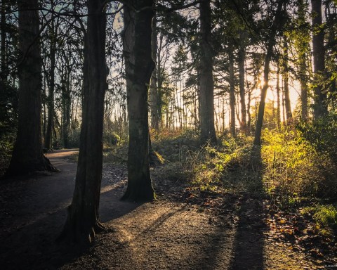 Hillsborough Forest iPhone