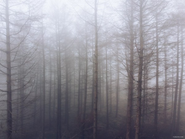 Forest Fog DJI Mavic Air