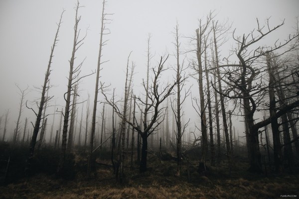 Trees in Fog
