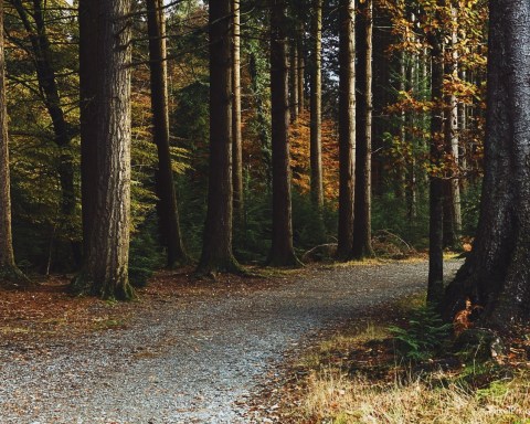 Tollymore Forest Park