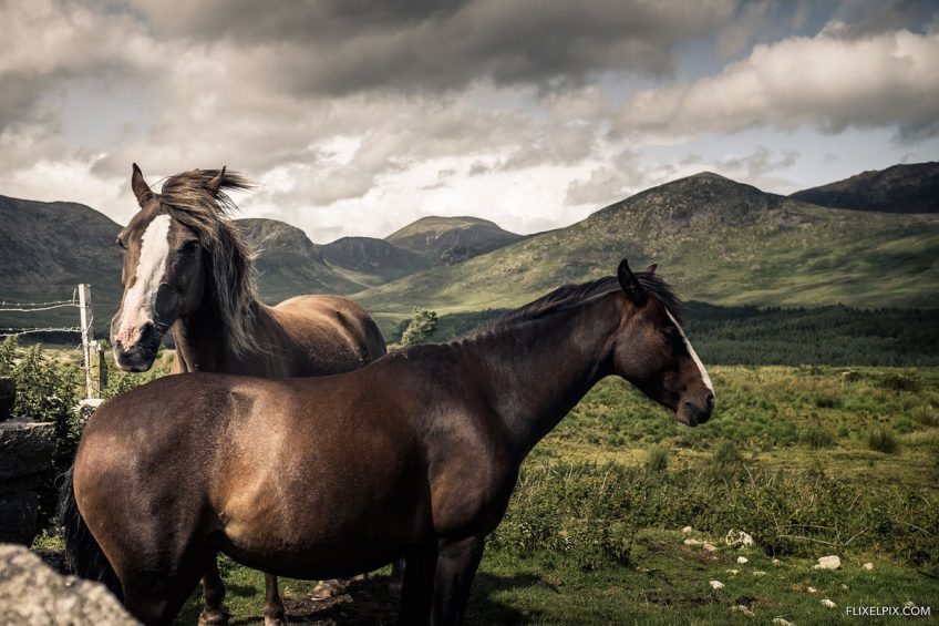 Horses in the Mournes Fujifilm X100 Review