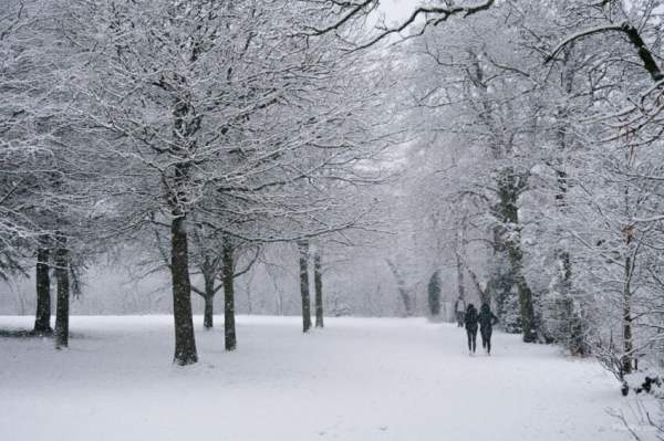 Hillsborough Forest Snow