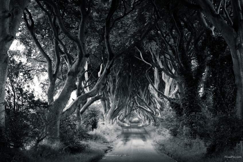 Dark Hedges winter photography