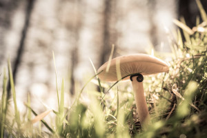 X-T1 Macro Photograph - Free Lightroom Preset