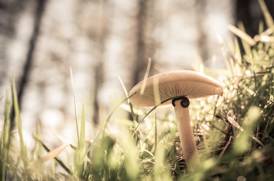 X-T1 Macro Photograph - Free Lightroom Preset