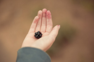 Blackberry picking