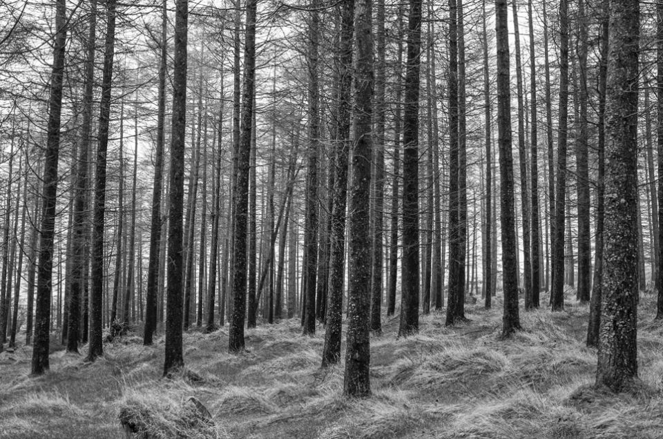 Photos taken with the X100T