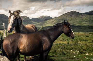 Horses in the Mournes