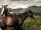 Horses in the Mournes