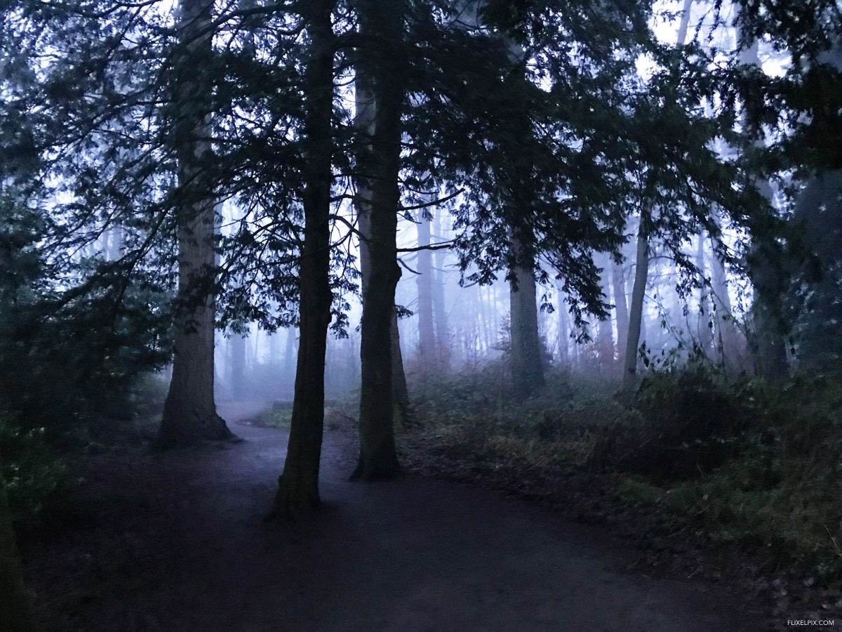 Hillsborough Forest Fog