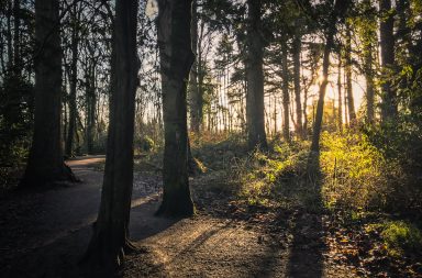 Hillsborough Forest iPhone