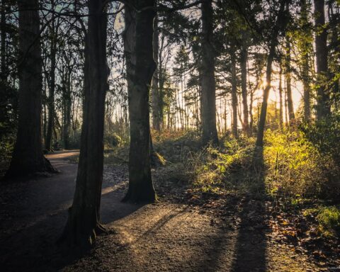 Hillsborough Forest iPhone