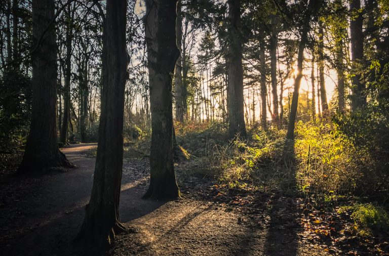 Hillsborough Forest iPhone