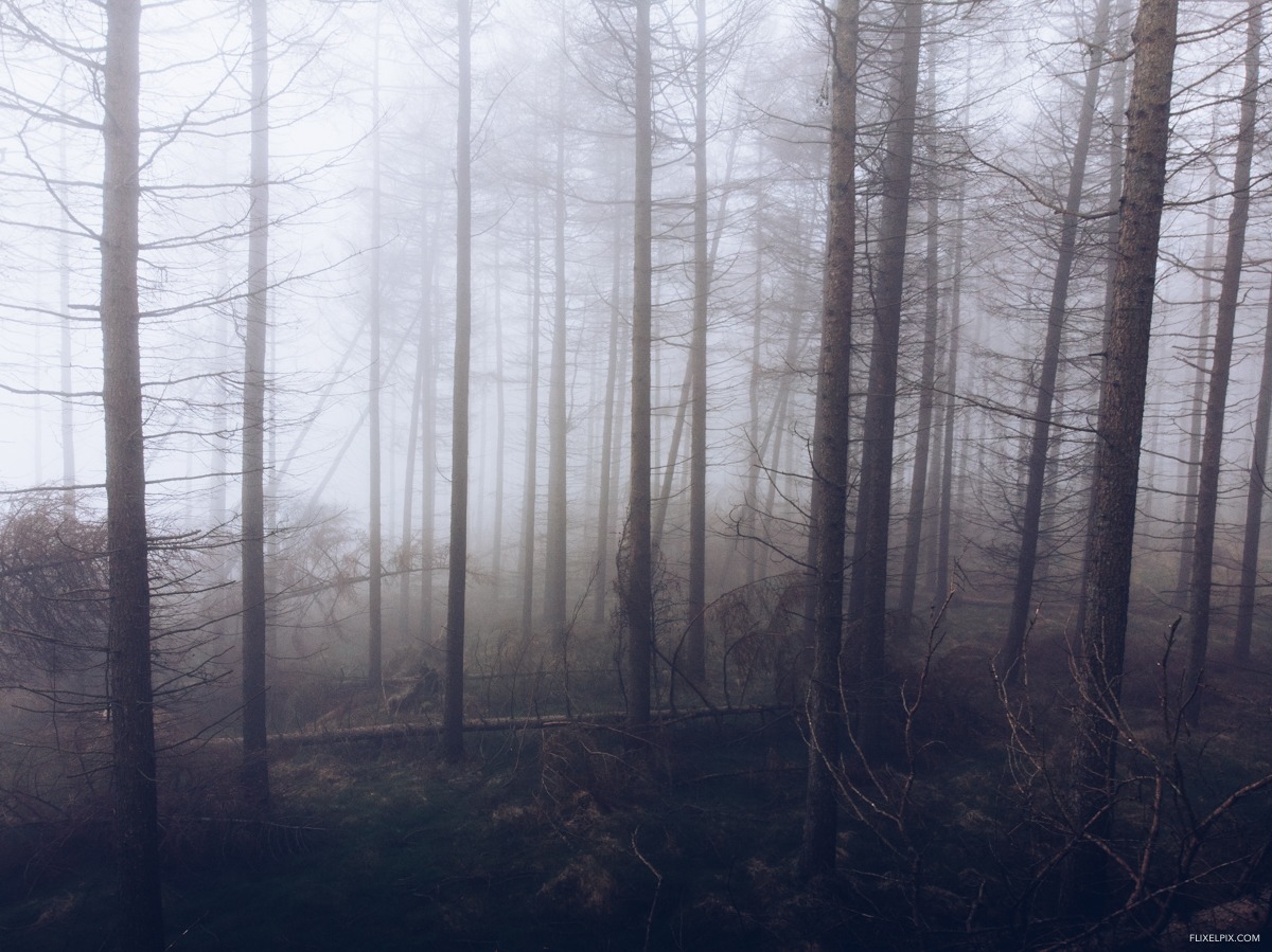 DJI Mavic Air in Fog